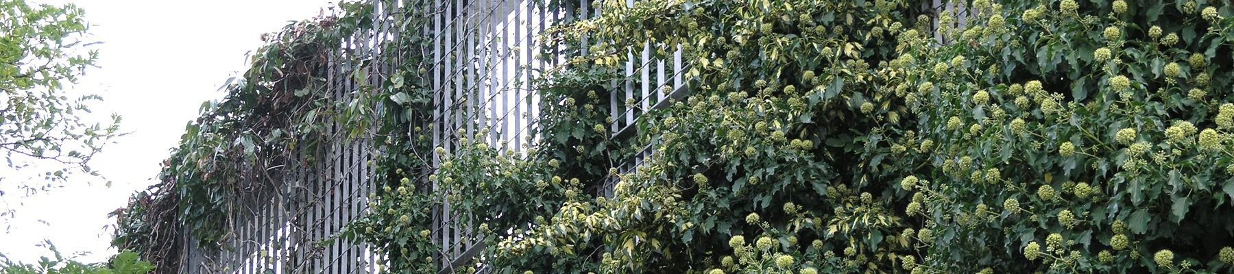 LangFulton Green Wall plant trellis Heathrow Academy banner1