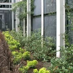 Piazza-66 & Piazza-44 36 LangFulton Green Wall plant trellis Heathrow Academy 15