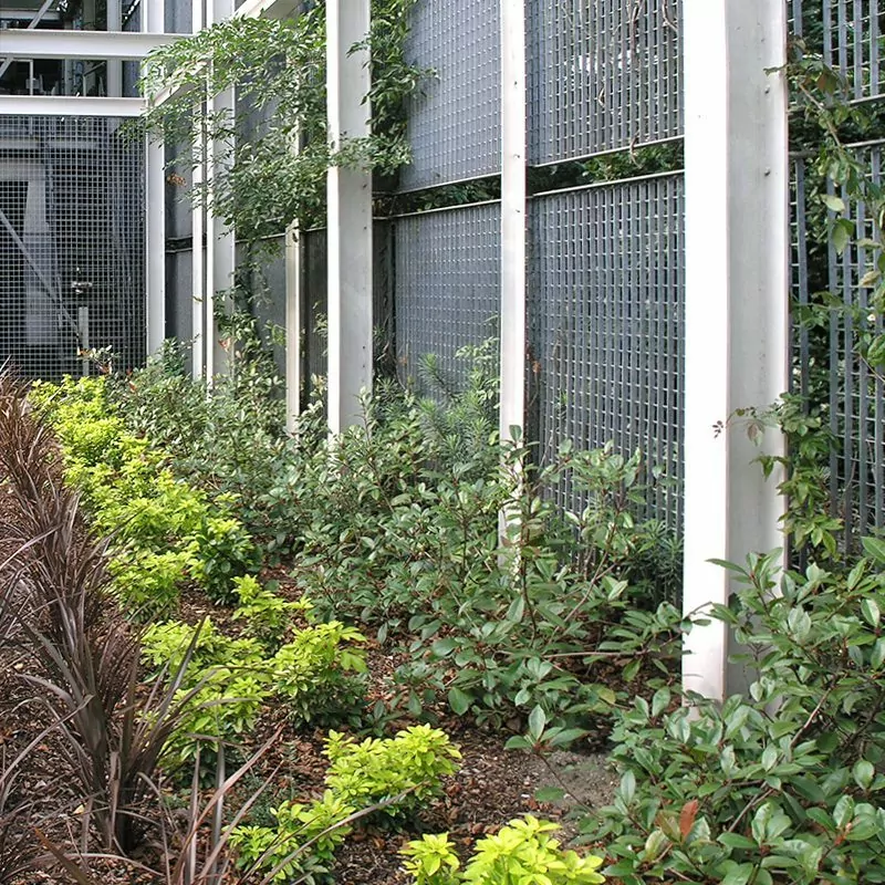 Piazza-66 & Piazza-44 21 LangFulton Green Wall plant trellis Heathrow Academy 15