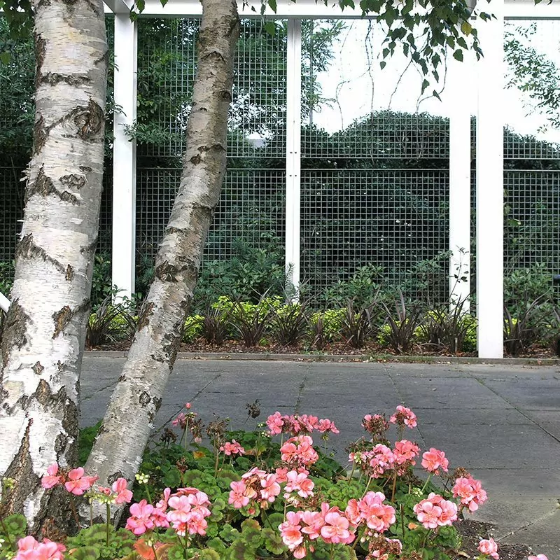 Piazza-66 & Piazza-44 12 LangFulton Green Wall plant trellis Heathrow Academy 3