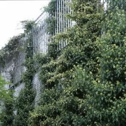 Green Wall 7 LangFulton Green Wall plant trellis Heathrow Academy 8