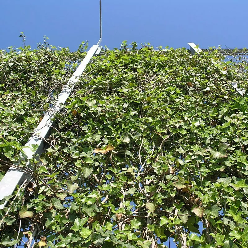 Piazza-132 17 Piazza 132 Genoa Italy green wall 03