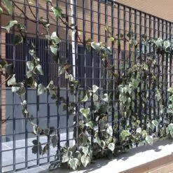 Verona 29 Verona black plant trellis